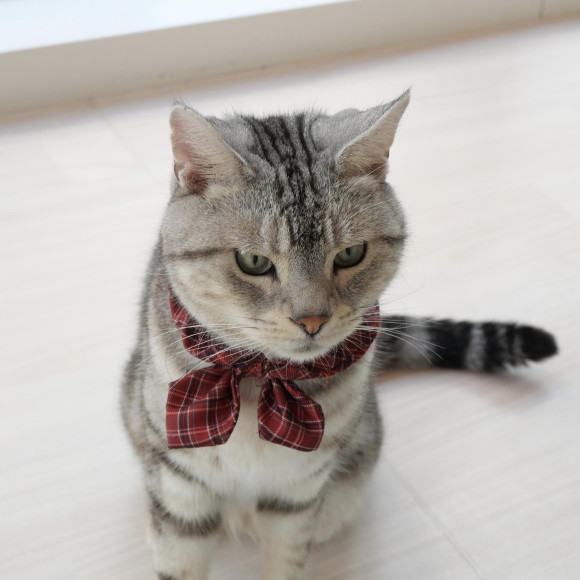 おやつパトロール中のダニエルくん