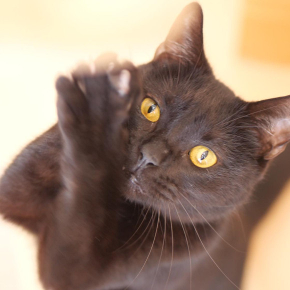 スーパーちょうだいマン　　ジジ