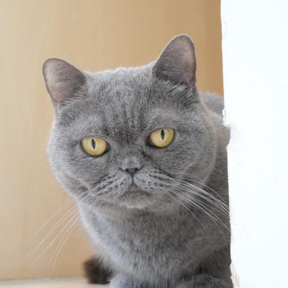 かわいいシュシュちゃん♡