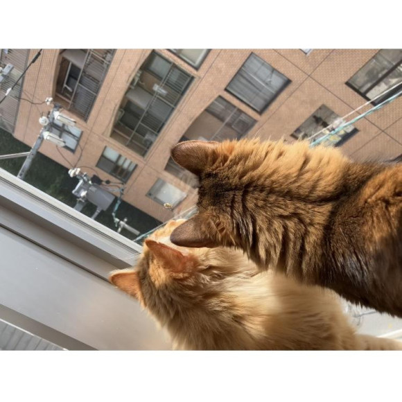 来蜂者(？)に興味深々。。