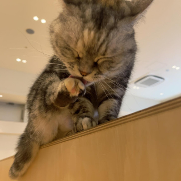 何だか悪い顔の、のあちゃん