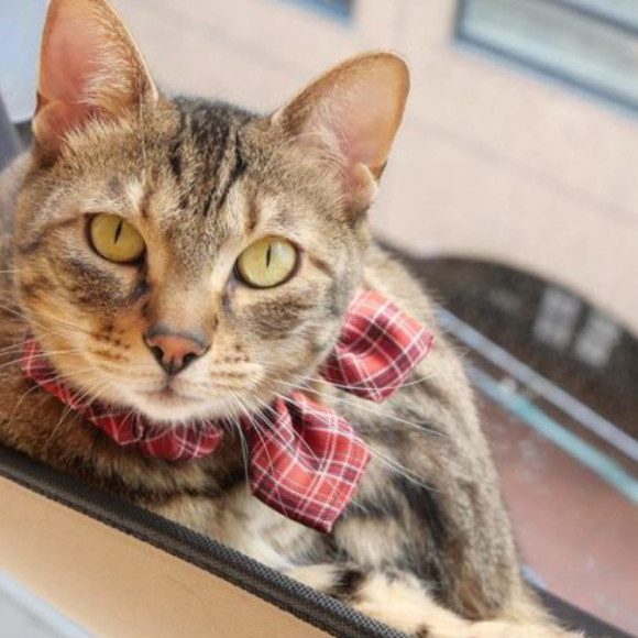 当店のドン。リリィ。