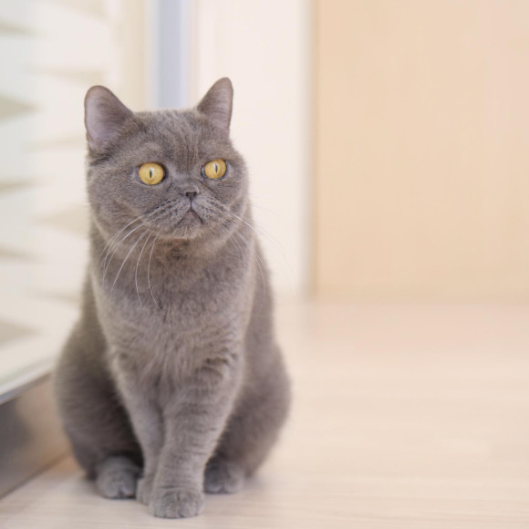 シュシュちゃんの目線の先には…