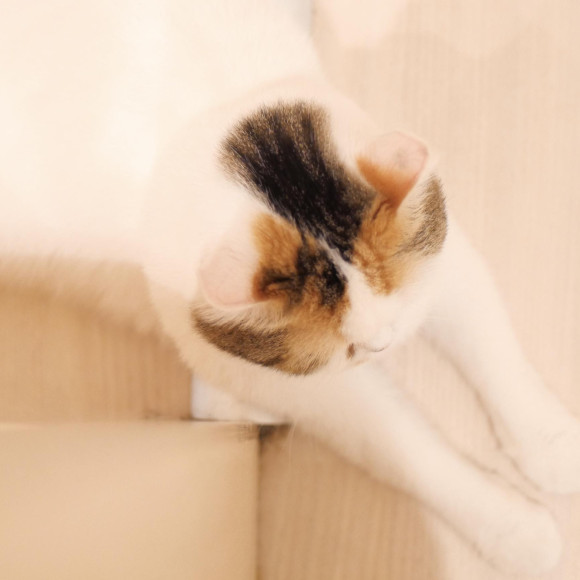 頭の持ち主は誰だ