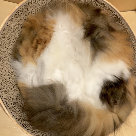 まんまる毛玉は誰？？