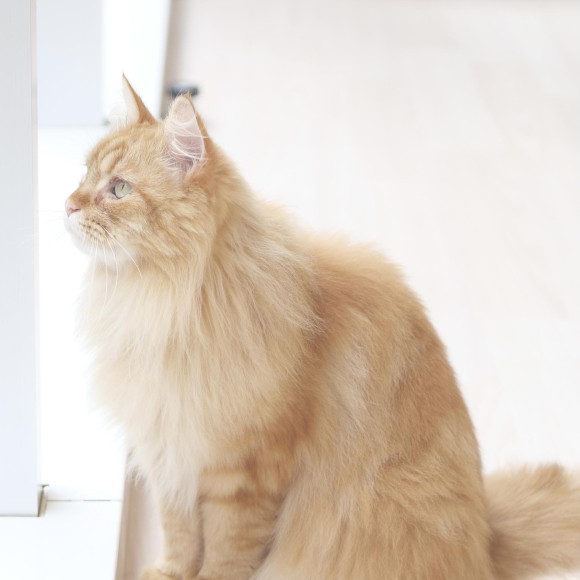 外を眺めるマークくん