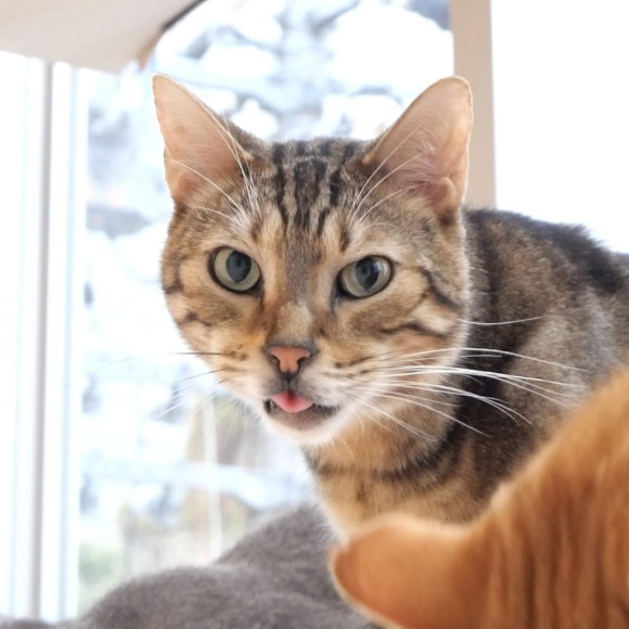 ペロりラウンくん