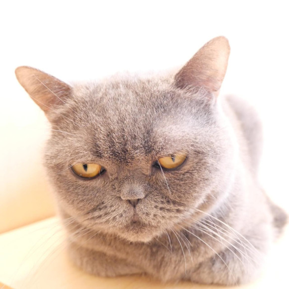 シュシュちゃんの寝顔をお届け