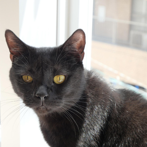 ジジくんのミニミニ前歯