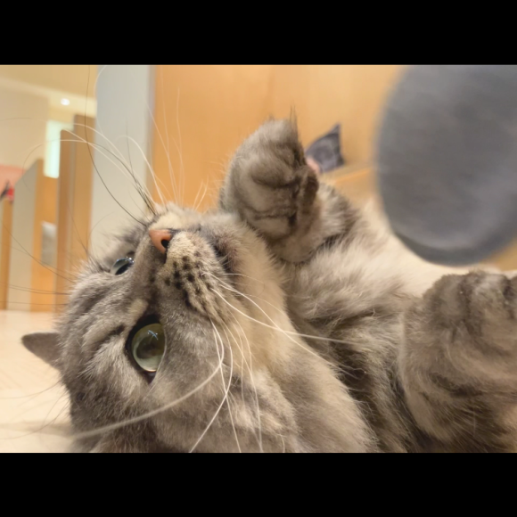 一生懸命遊ぶのにゃ！