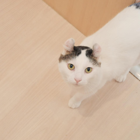 ツンデレなウォルトくん