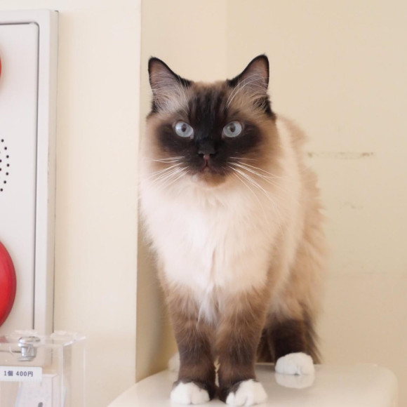 ふわふわシエルくん