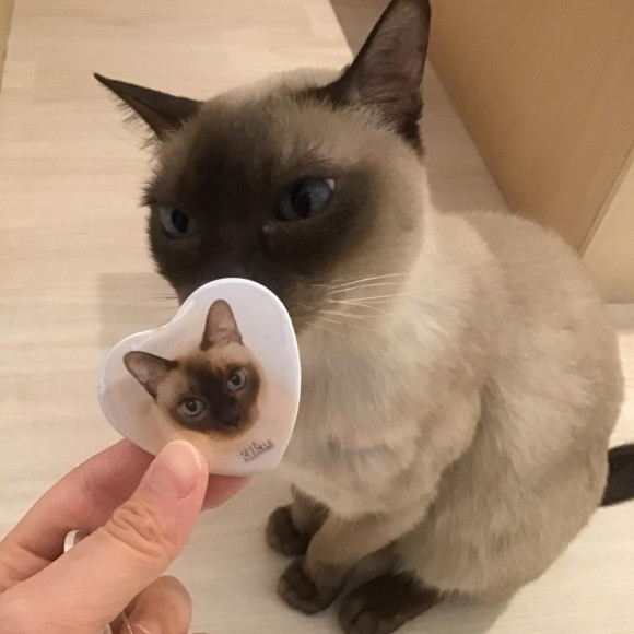 新しい缶バッジが入りました！