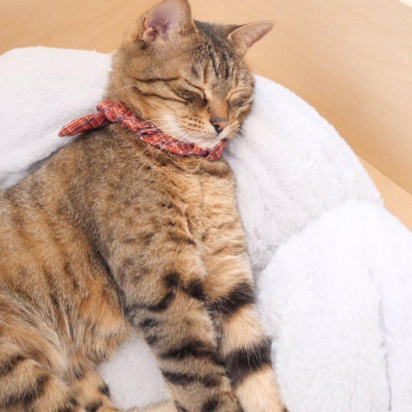 花形クッションがお気に入り