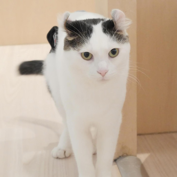 個性豊かなネコさんたち