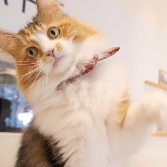 I'll answer Yui-chan