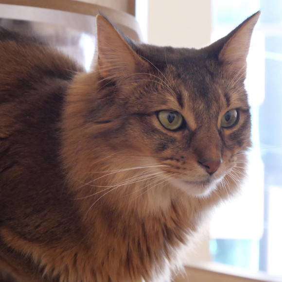 本店最小的孩子羅伊君賈