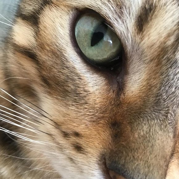 Who is the cat in these eyes? ？