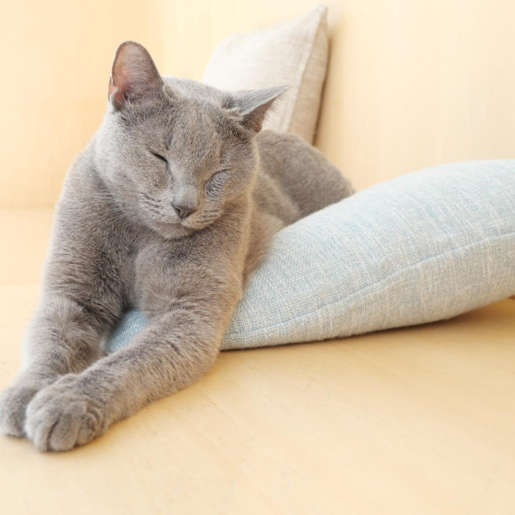 Special feature of our grey cat♡