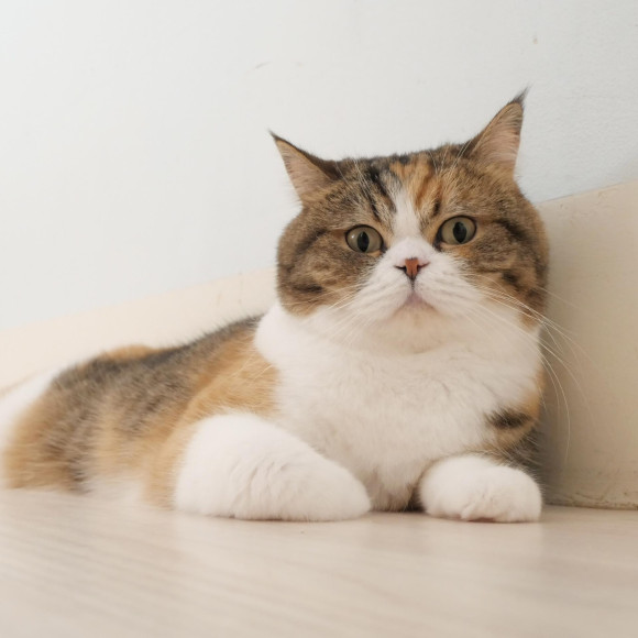 Popular healing system This hachan♡