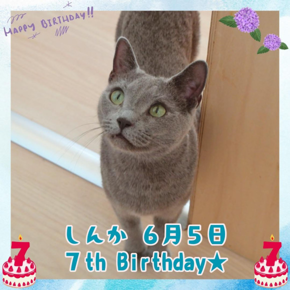 しんかくんお誕生日おめでとう⭐︎