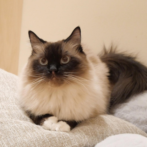 밸런스 감각이 좋은 시엘군