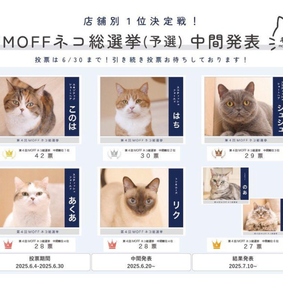 [การรายงาน MOFF แมวการเลือกตั้งทั่วไป (การแข่งขันรอบคัดเลือก) ตรงกลาง]