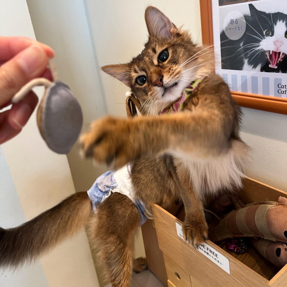 Naughty Roy-kun ♥︎