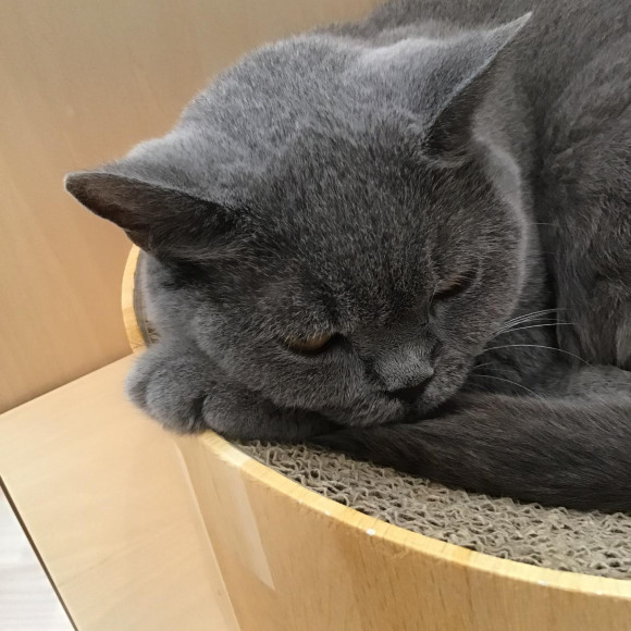 The back of the head of Fukufuku ❤︎