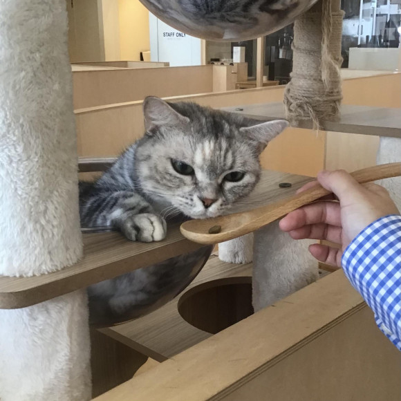 모테모테가 될 수 있는 간식♡