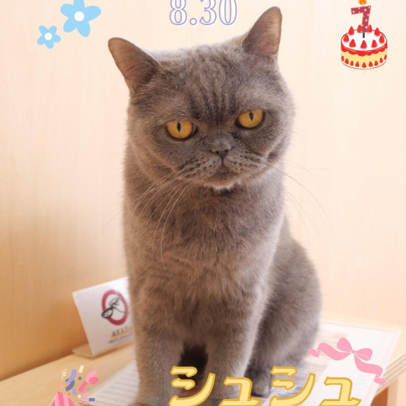  Happy Birthday 슈슈후레/