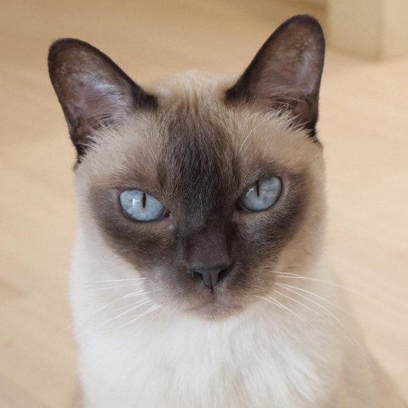 Riku-kun with beautiful blue eyes ♥︎