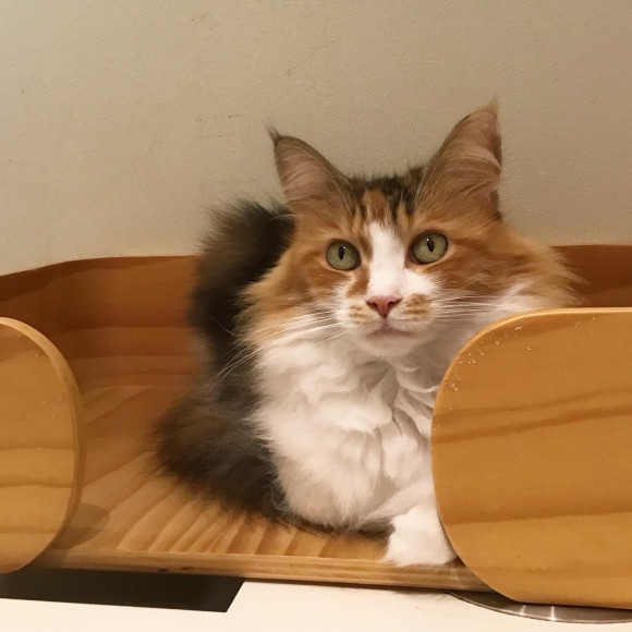 美人なゆいちゃん