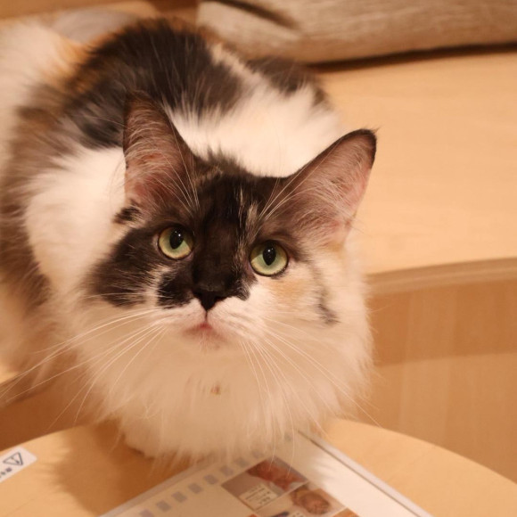 隠れんぼヴェルちゃん