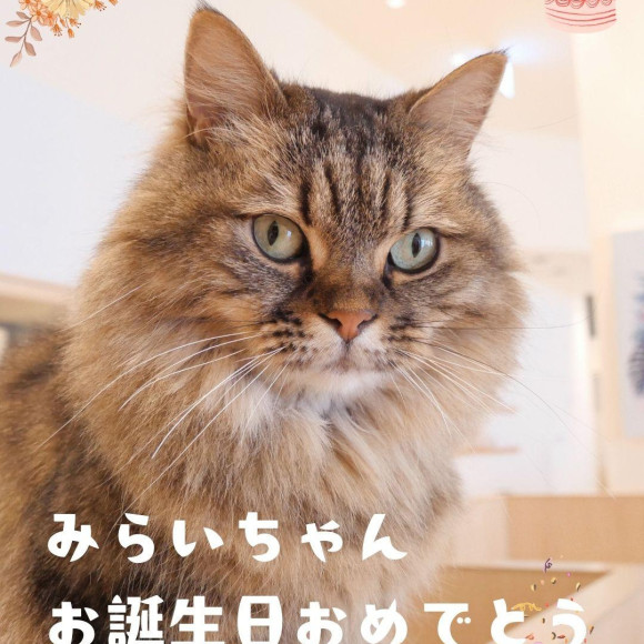 お誕生日おめでとうみらいちゃん♡