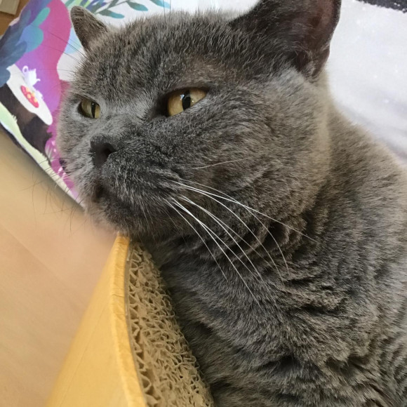 お昼寝大好きなニャンズです♡