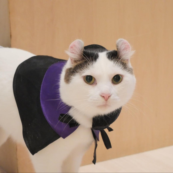 ⭐︎ Halloween event is being held ☆︎