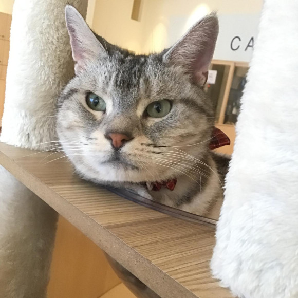 最喜歡嬉戲的丹尼爾君