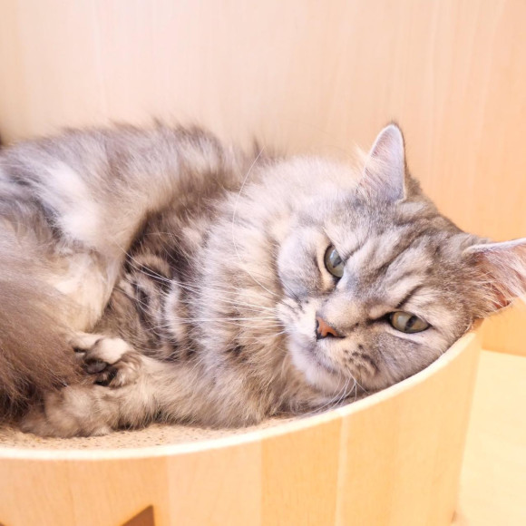 Fluffy cats and dogs