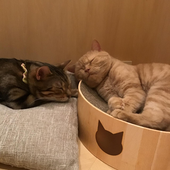 仲良く並んでお昼寝しています♡