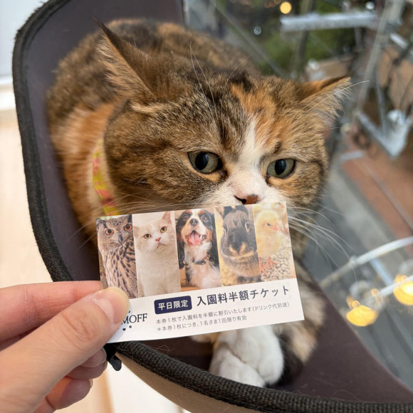 あと5日で配布終了です！