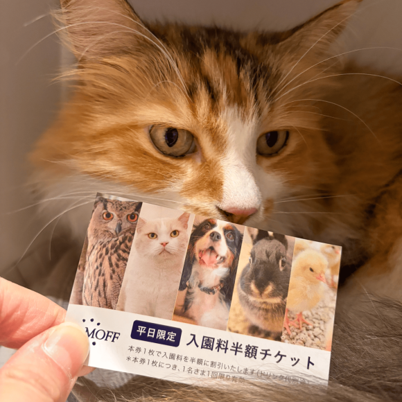 あと4日で配布終了です！