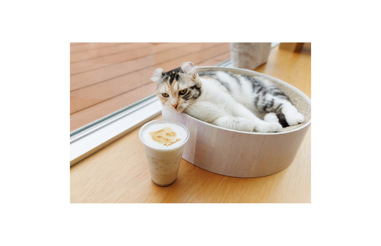 Cat Café MOFF