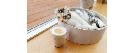 Cat Café MOFF