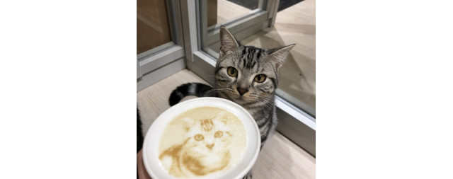モフアニマルカフェ