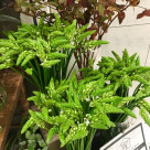 週末限定お得なお花！今週は・・