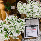 週末限定お得なお花！今週は・・！