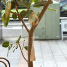 リサイクルガラスのウィンドチャイム