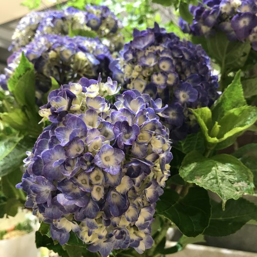 紫陽花fair★