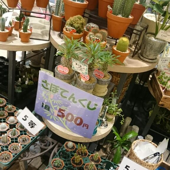 仙台七夕☆さぼてんくじ＆ぷにょぷにょすくい